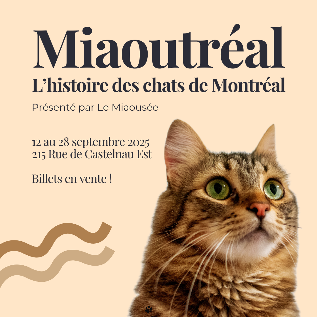 Miaoutréal : L&rsquo;histoire des chats de Montréal